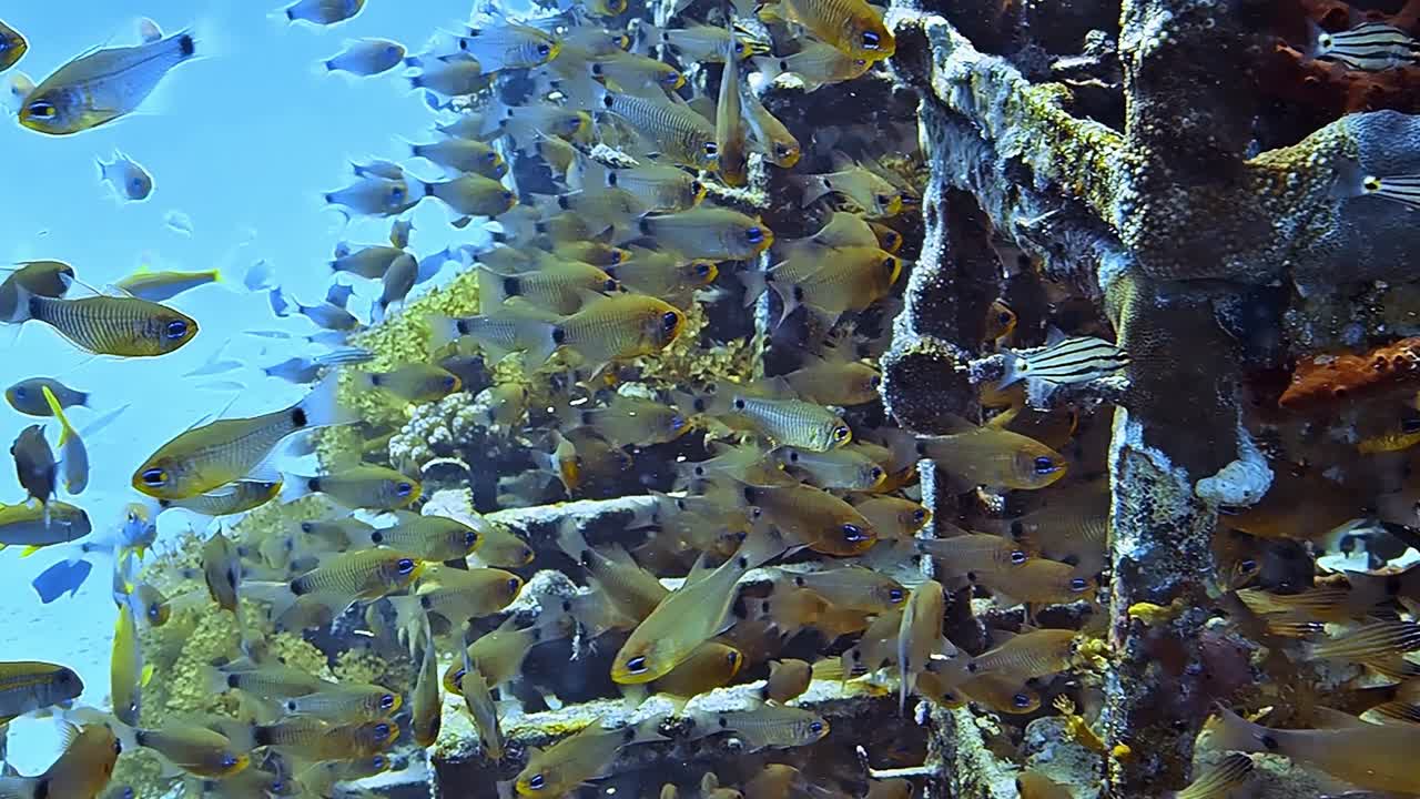 많은 물고기가 있는 다채로운 암초에서 다이빙하는 동안 수중 촬영을 합니다.