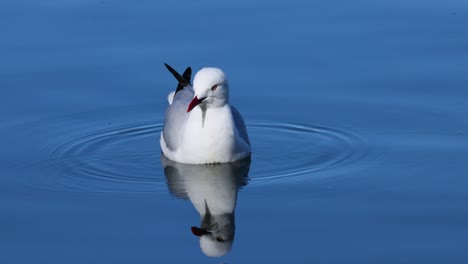 seagull floating and reflecting on calm water