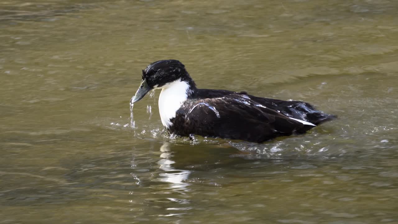 pato mallard negro salpicando agua en el arroyo en yangjaecheon, seúl, corea del sur - cerrar