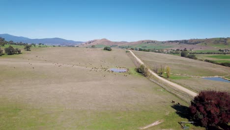 flyover of a picturesque farmland scene in the southern nsw farmlands