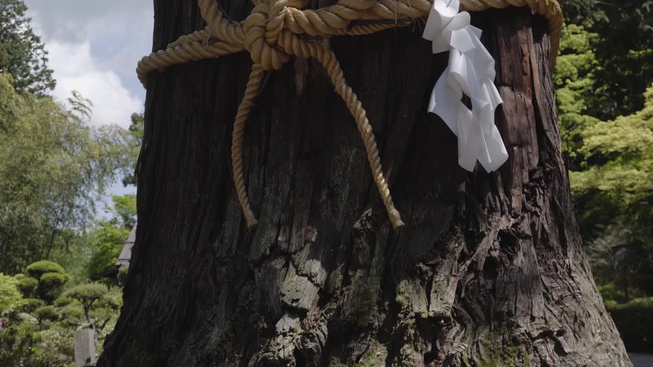 antiguo árbol sagrado en el templo sintoísta, tiro inclinado hacia arriba