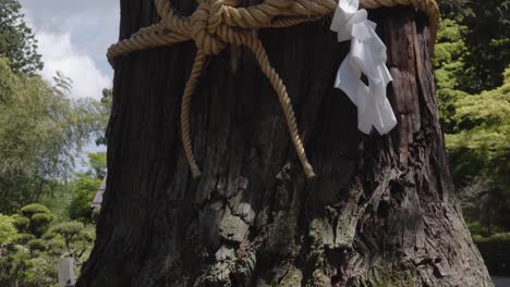 ancient holy tree in shinto temple, tilt up shot