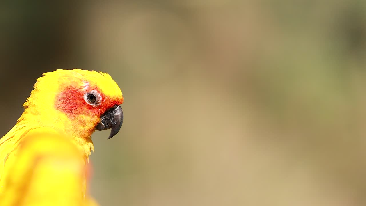 자연 서식지에서 관찰된 활기찬 무새