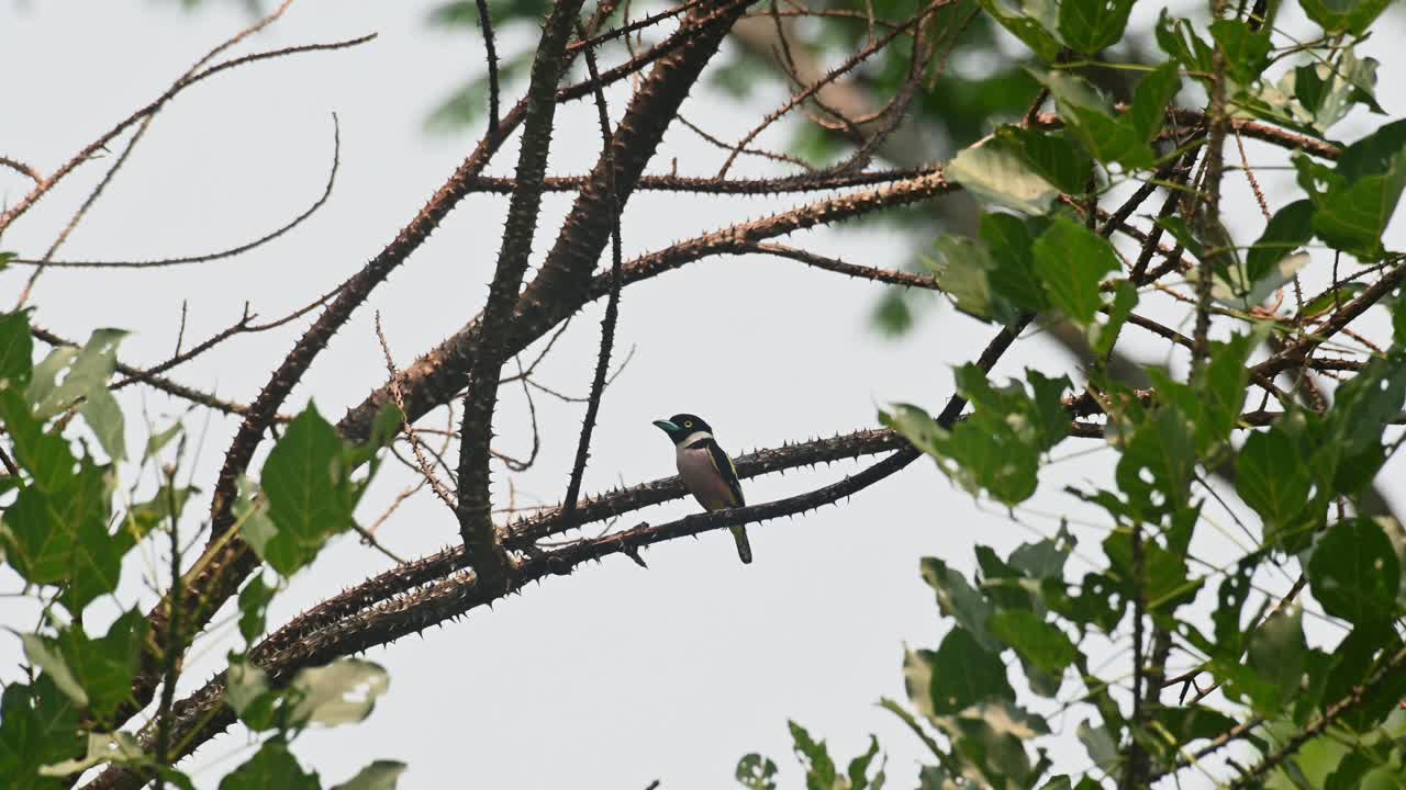 visto en una rama de un árbol espinoso mirando hacia la izquierda mientras sopla el viento, eurylaimus ochromalus de pico ancho negro y amarillo, parque nacional de kaeng krachan, tailandia