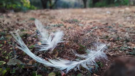 Close-up-of-white-bird-feathers-falling-on-wild-ground