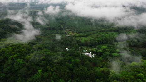 Forwards-fly-above-green-forest-in-wild-nature