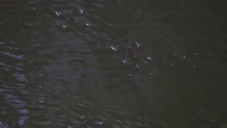 Wasserläufer,-Gerridae,-Die-Auf-Der-Oberfläche-Des-Wassers-Eines-Flusses-Im-Khao-Yai-Nationalpark,-Thailand,-Gesehen-Werden