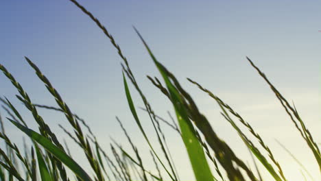 Nahaufnahme-Des-Grünen-Grases,-Der-Den-Wind-Schwankt.-Abstrakter-Naturhintergrund