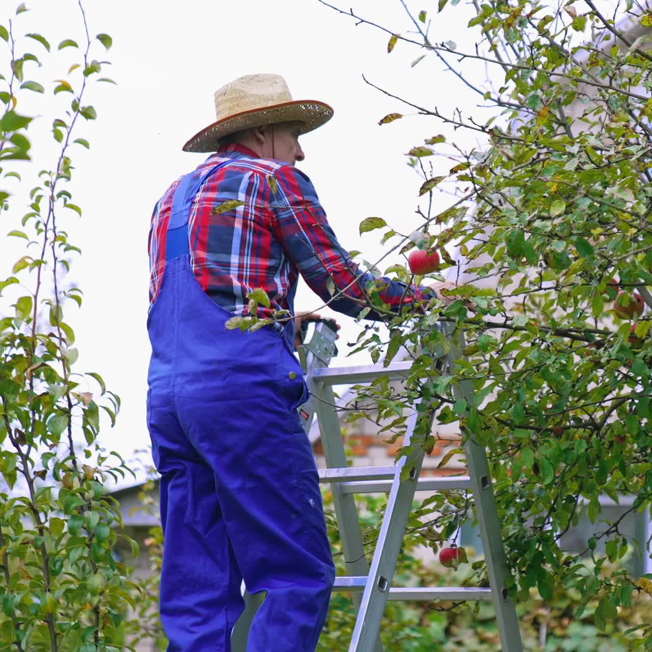 Farmer working in the apple farm. Harvesting apple plantation tree