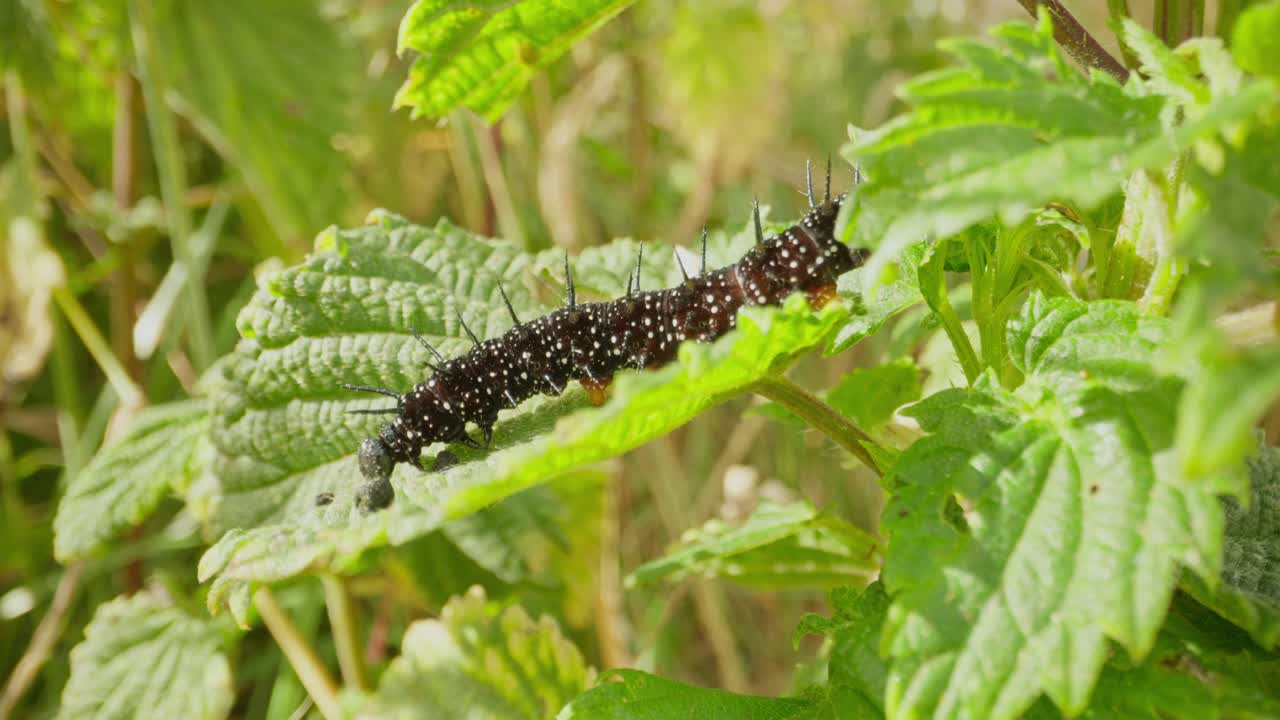 Caterpillar of peacock butterfly on stem and leaf establishing natural insect detailed life feeding and crawling