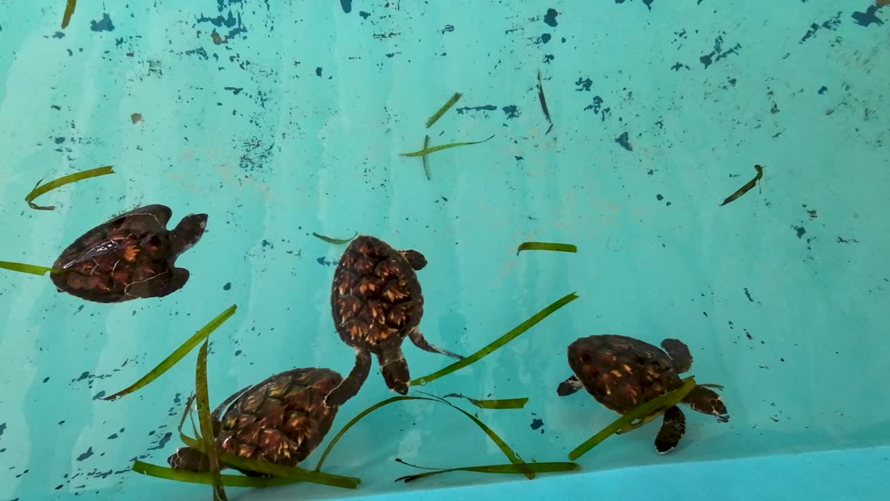 Baby Sea Turtles in a Tank
