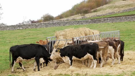 Rebaño-De-Vacas-Comiendo-Heno