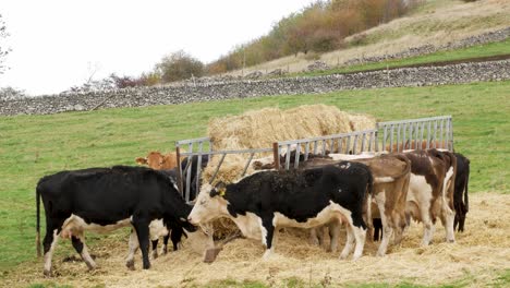herd of cows eating hay