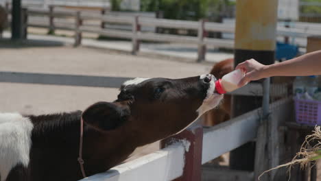 cow in the farm