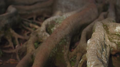 viejas raíces de árboles en una sartén de naturaleza cruda