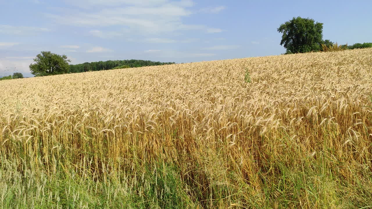 Wheat field in Germany, panning shot. Summer day, agricultural concept