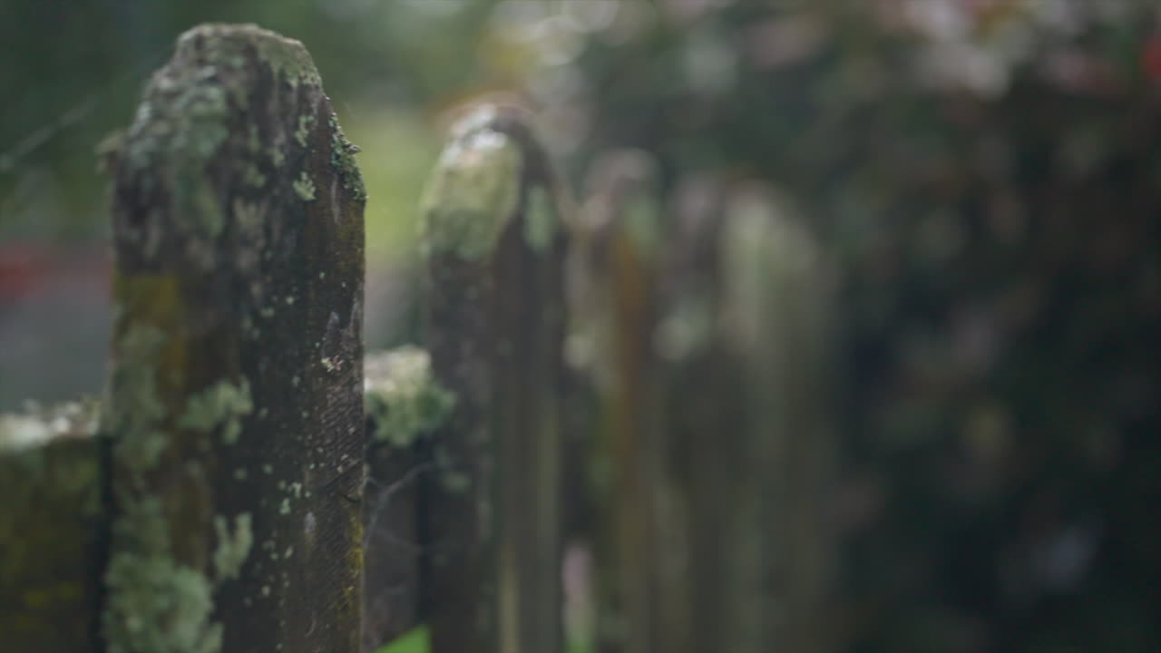 A smooth slow-motion gimbal shot moving forwards alongside an aged wooden garden fence covered in lush green moss.