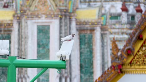 taube, die in der nähe von wat arun in bangkok sitzt