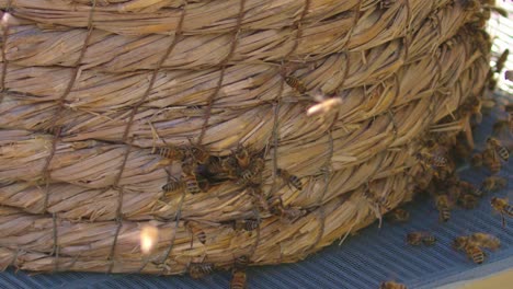 Beschäftigte-Honigbienen,-Die-Um-Den-Bienenstock-Herumfliegen,-Mittlerer-Schuss