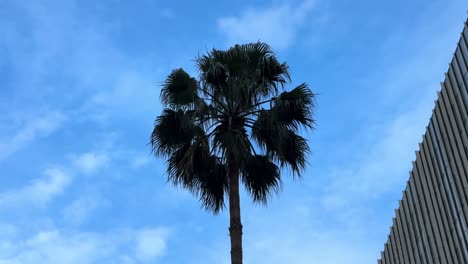 tall palm tree reaching skyward against a bright blue sky in yokohama