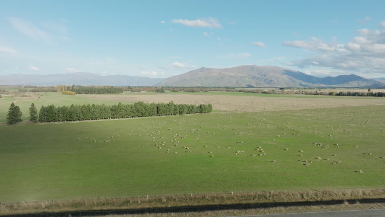 vista aérea de campos verdes agrícolas con rebaños de ovejas en la base de los alpes del sur en el campo rural del distrito de mackenzie, isla del sur en nueva zelanda aotearoa