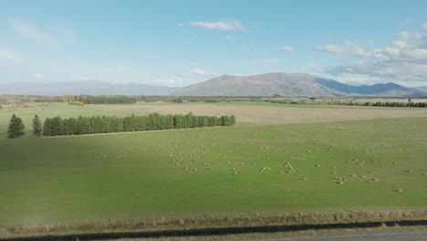 aerial view of agricultural green fields with flock of sheep at the base of the southern alps in rural countryside of mackenzie district, south island in new zealand aotearoa