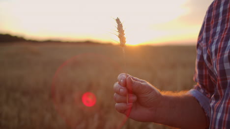 primer plano de un agricultor adulto mayor sosteniendo un espikelet con un pincel de trigo o centeno en sus manos al atardecer mirando de cerca estudiando y olfateando disfrutando del aroma en cámara lenta al atardecer