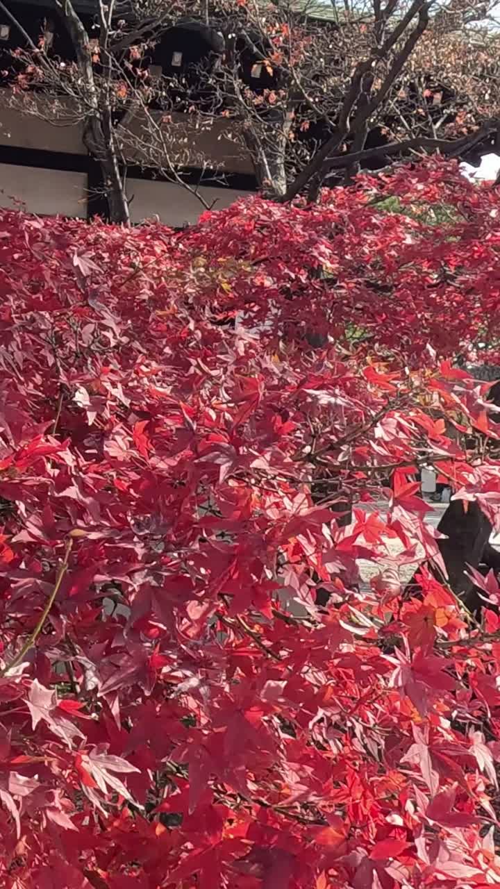 은 잎이 나무에서 부드럽게 내려옵니다.