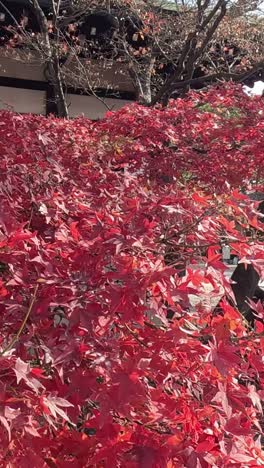 red leaves descend gently from a tree.