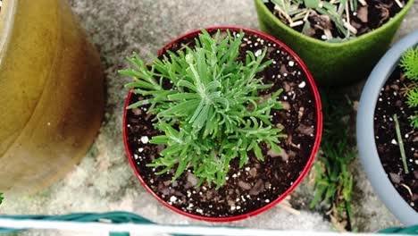 lavender  plant in the pot