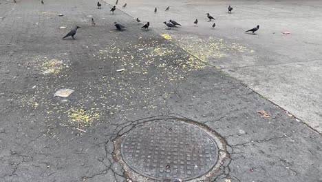 Hungry-Indian-crow--eating-food-on-the-road