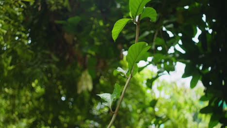 green leaves of a jungle tree vines