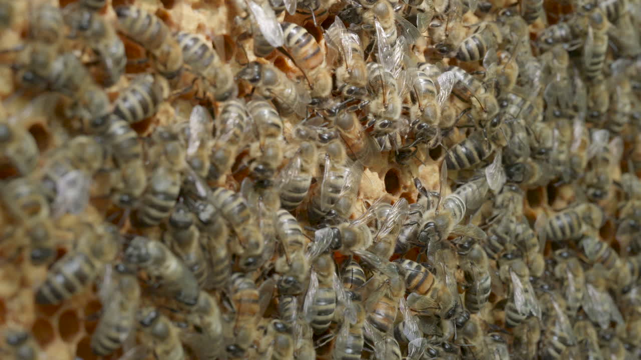 Dense cluster of honey bees covering honeycomb surface