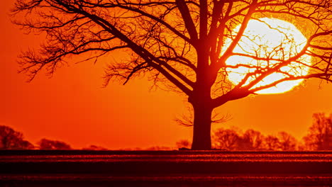 fiery golden sunrise time lapse beyond the silhouette of a tree