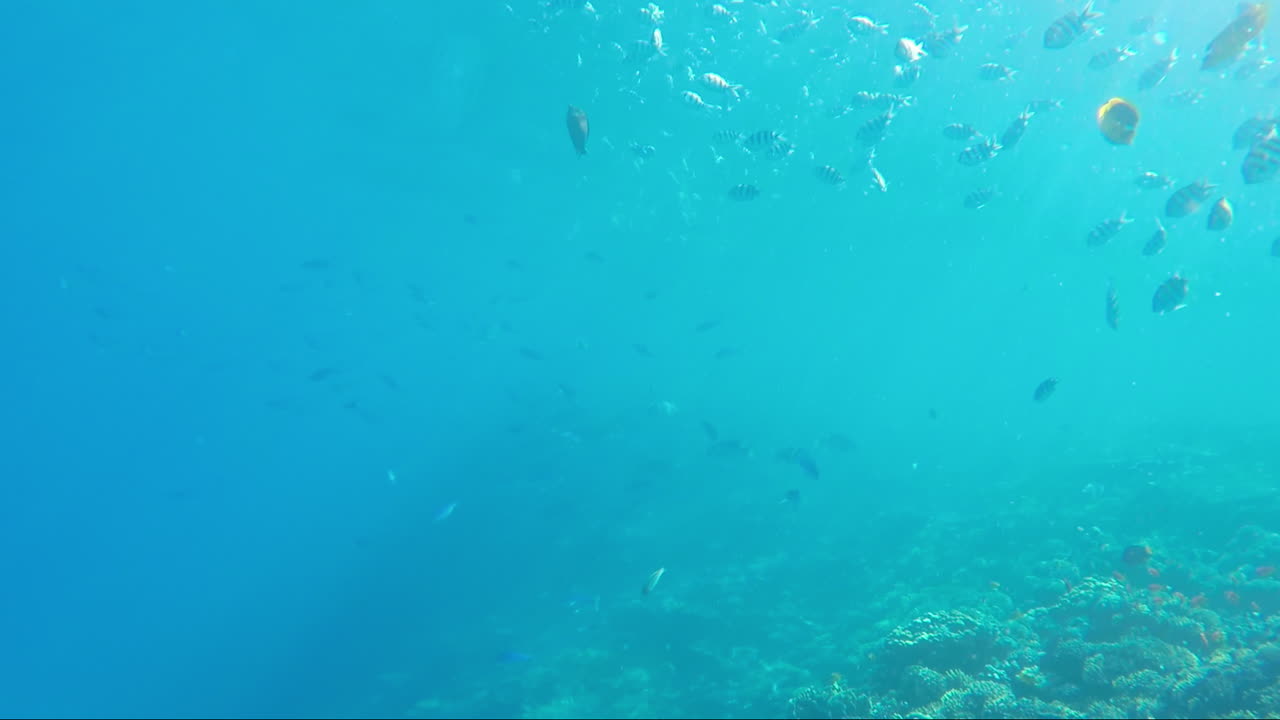 산호초를 배경으로 다양한 바다 물고기