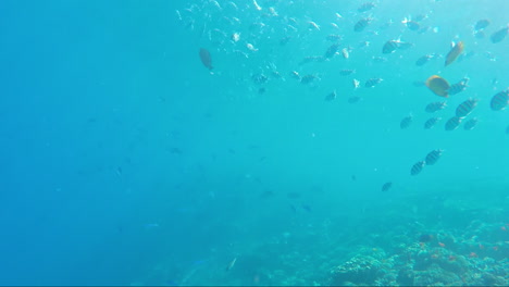 Variedad-De-Peces-De-Mar-En-El-Fondo-De-Los-Arrecifes-De-Coral