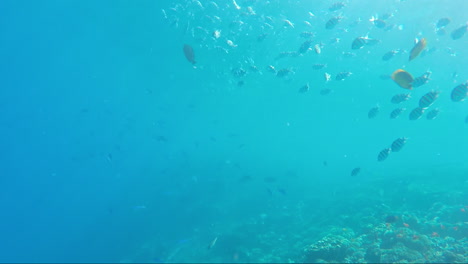 variedad de peces de mar en el fondo de los arrecifes de coral