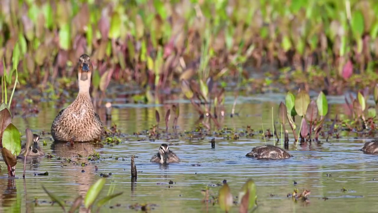 Canards nageant en eau peu profonde avec de la végétation aquatique
