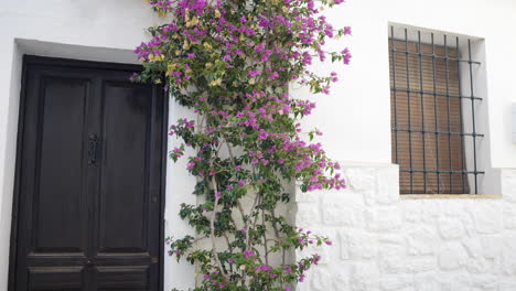 charming white house with bougainvillea