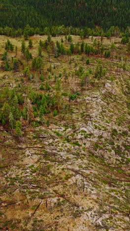 green pine tree forest covering the rocky landscape. drone descending over the bare land with old woods scattered around. vertical video