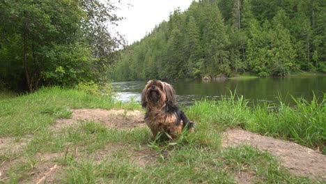 small dog next to river in canada.
