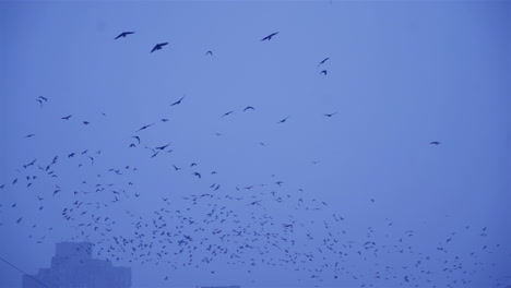 crows in flight. flock of birds in the evening.