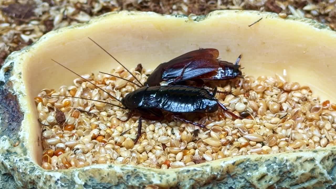 Makrooptagelse af to store kakerlakker, der spiser frø og korn i en skål. Nærbillede