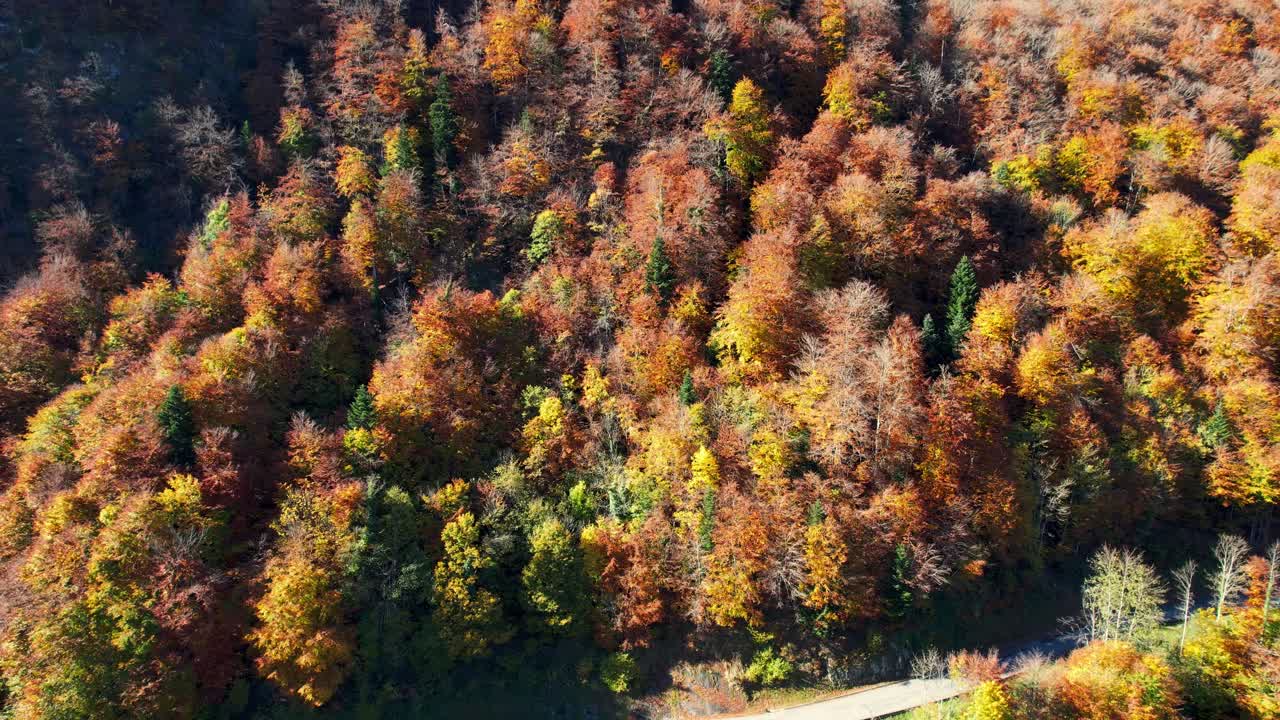 Autumn forest in Cauterets, French Pyrenees, scenic and serene beauty
