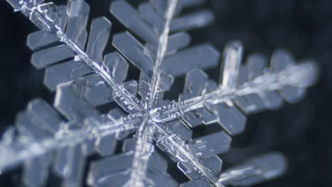 dendrita estelar de cristal de hielo de copo de nieve bajo el microscopio
