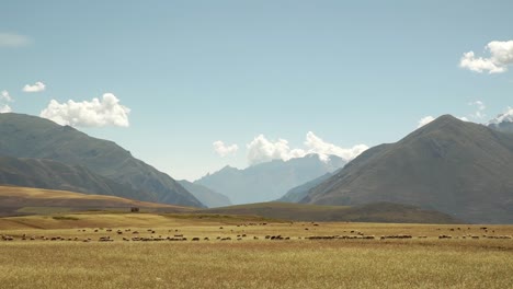 wide shot of golden meadow with grass and sheep grazing in huge flocks in the sacred valley, chincheros, cusco