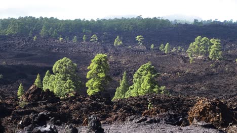 Malerische-Landschaft-Im-Teide-Nationalpark-Auf-Teneriffa-Auf-Den-Kanarischen-Inseln-Spaniens,-Vulkanische-Natur,-Grüne-Bäume,-Langsam-Tiefziehende-Wolken-über-Den-Bergen,-Sonniger-Tag,-Weitwinkelaufnahme