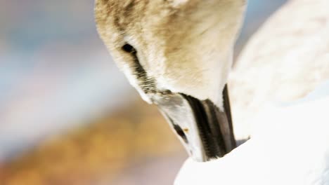 brown-feathered young swan carefully preens plumage in warm sunlight latvia