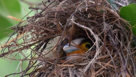 Der-Silberbrust-breitschnabel-Ist-Ein-Berühmter-Vogel-In-Thailand,-Sowohl-Lokal-Als-Auch-International