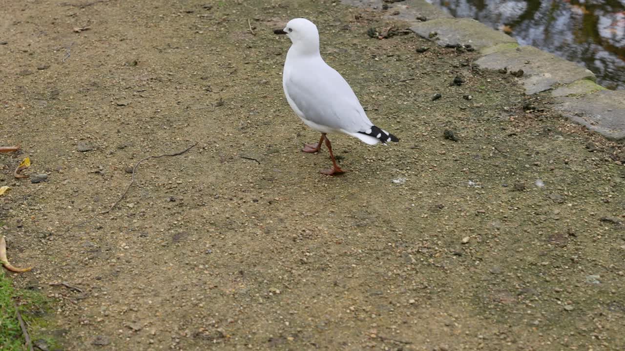 una gaviota caminando a lo largo del borde de un estanque